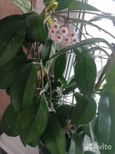 Хойя мясистая