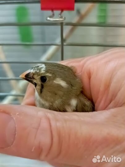 Амадины зебровые