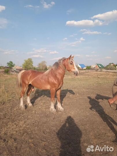 Племенной жеребец 3года