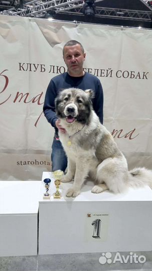 Щенки кавказской овчарки