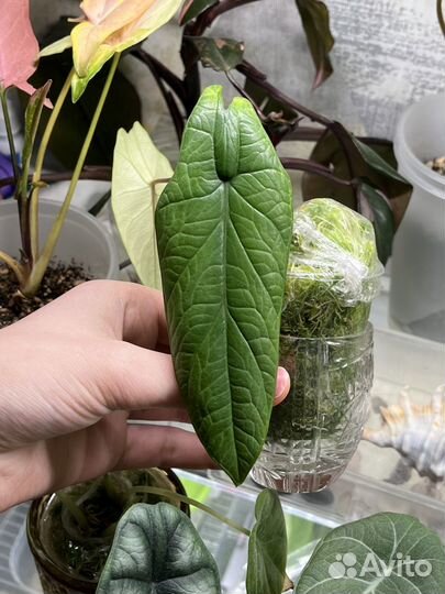 Алоказия скальпрум