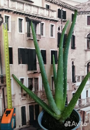 Алоэ вера растение