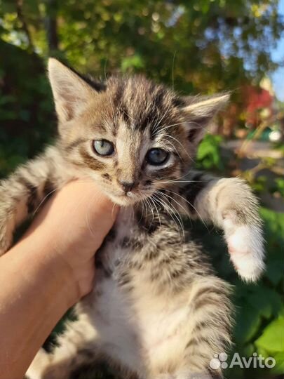 Котенок девочка