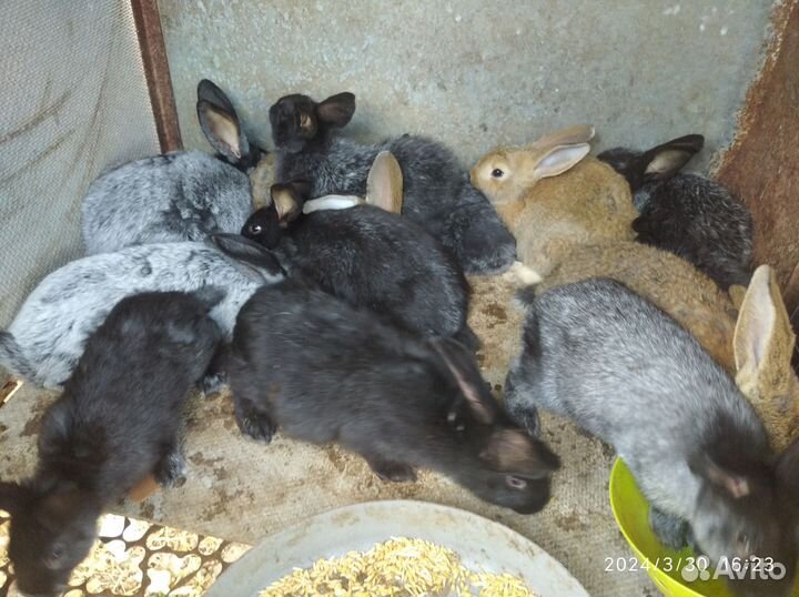 Кролик Полтавское серебро