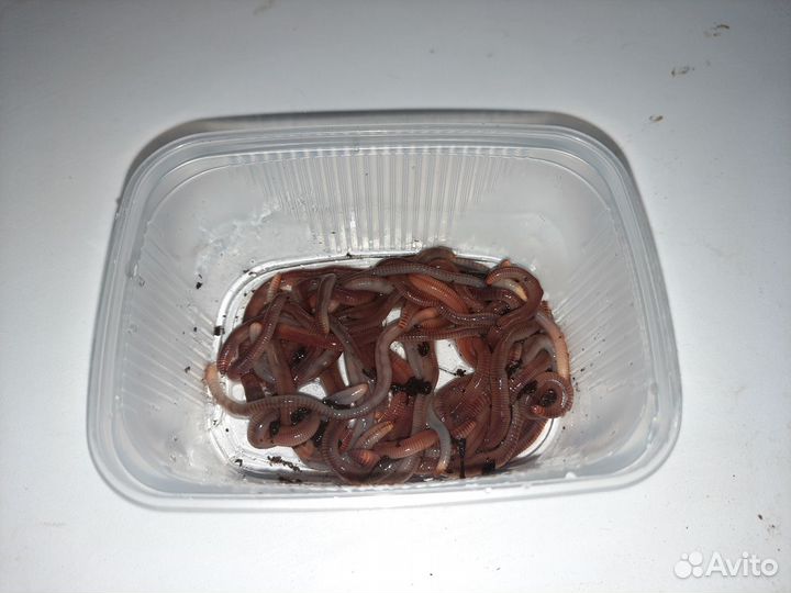 Черви для рыбалки круглосуточно