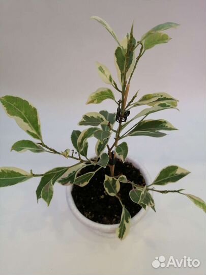 Фикусы Нитида Гавайи, Альба, Нью Клон