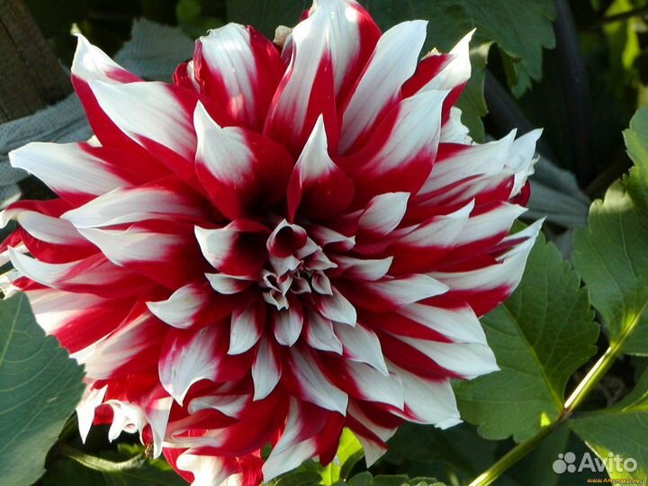 Корни георгин