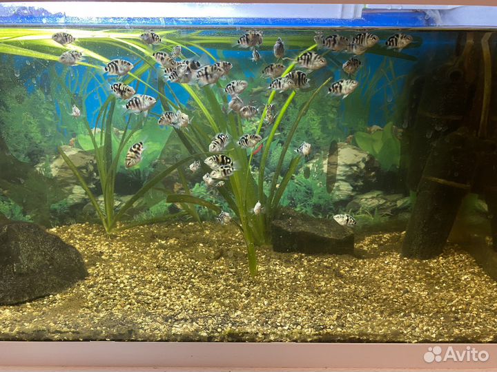 Аквариумные рыбки