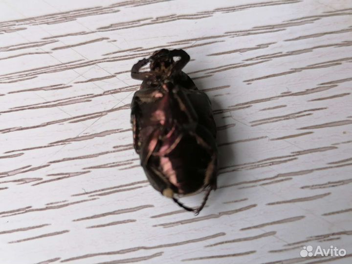 Жук бронзовик сушёный