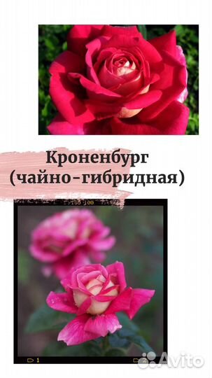 Розы Опт и Розница
