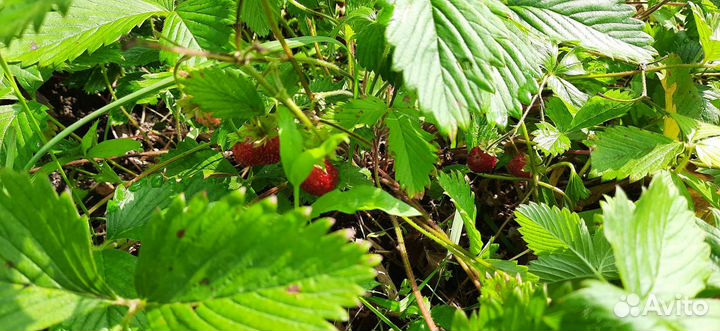 Рассада земляники,клубники