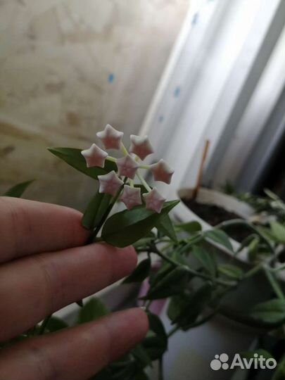 Хойя мелколистная