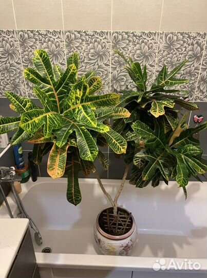 Комнатные растения цветы большие