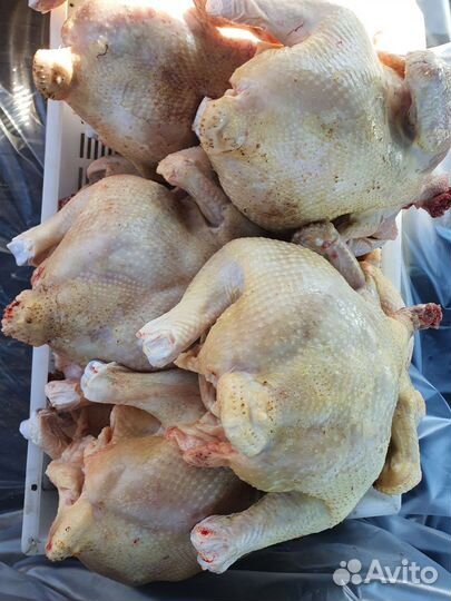 Домашнее мясо курицы бройлер