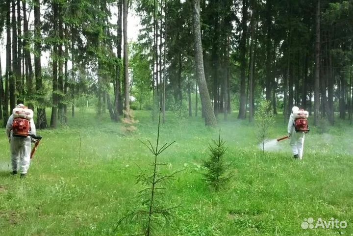 Уничтожение клопов тараканов грибка плесени