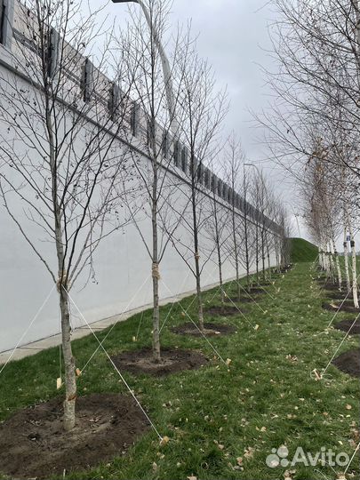 Деревья крупномеры