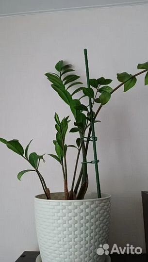 Зажим для растений, клипса, подвязка помидор