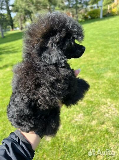 Той-пудель мини