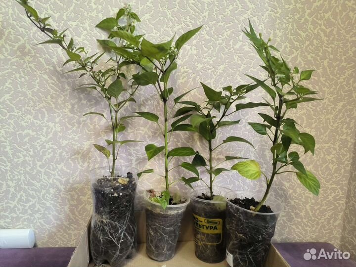 Рассада острого перца