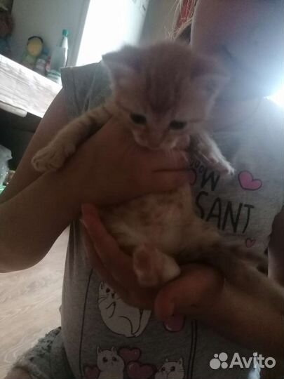 Кошки в добрые руки бесплатно