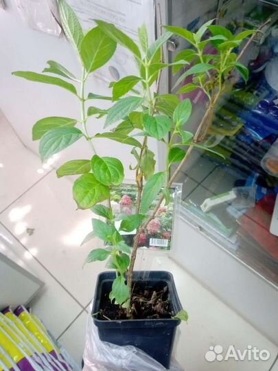 Гортензия метельчатая Меджикал Кендл