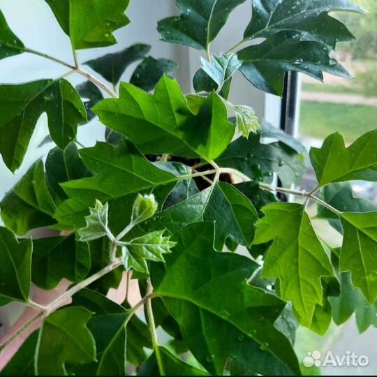 Циссус березка