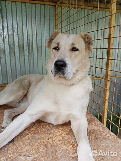 Отдаем среднеазиатскую овчарку девочку в дар