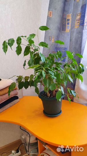 Фикус бенджамина кинки