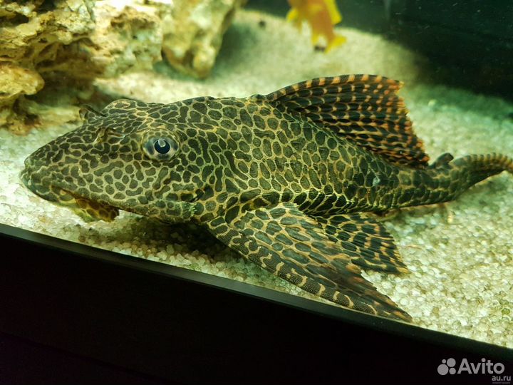 Птеригоплихт парчовый