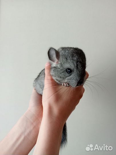 Шиншиллята