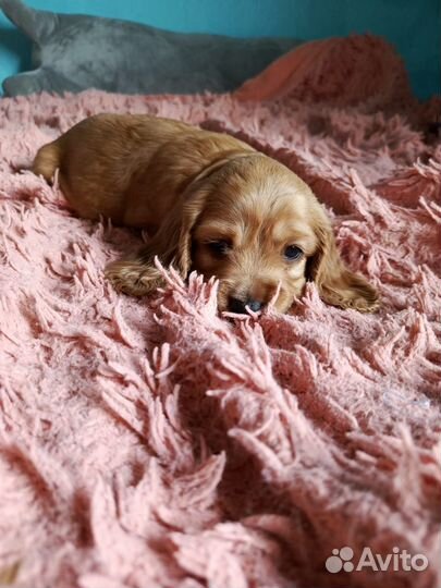 Английский кокер спаниель