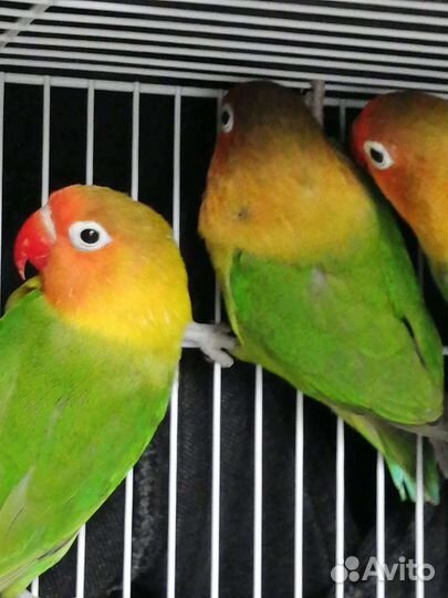 Попугай неразлучник и какарики
