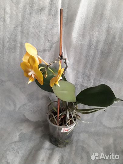 Фаленопсис Лас Вегас