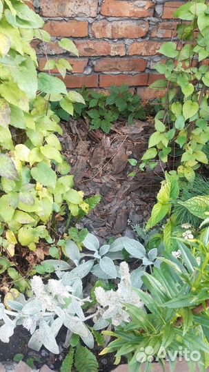 Кора тополя+сосны для мульчирования