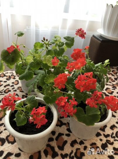 Пеларгония герань