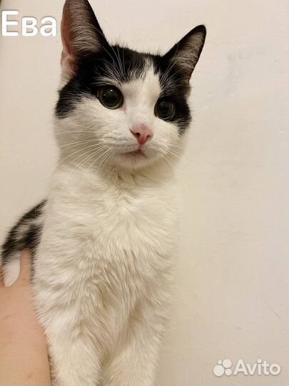 Кошка Ева в добрые руки