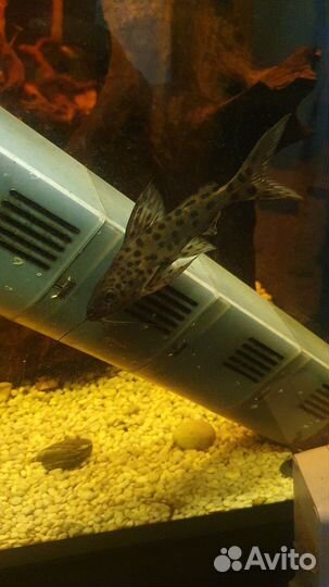 Аквариумные сомы