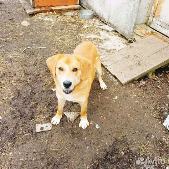 Собака в добрые руки отдам бесплатно