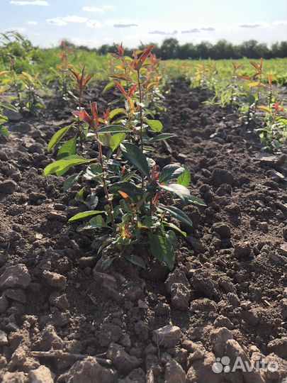 Сеянцы декоративных растений