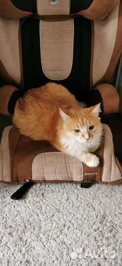 Автокресло Diono 