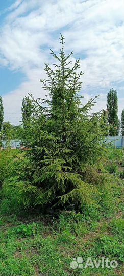 Ель обыкновенная