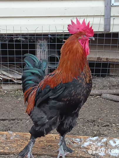 Молодые петухи Черно-медный маран