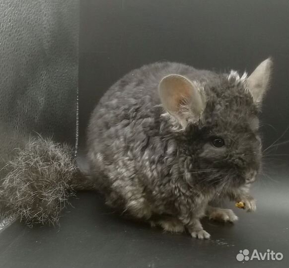 Шиншиллы разных окрасов и мутаций