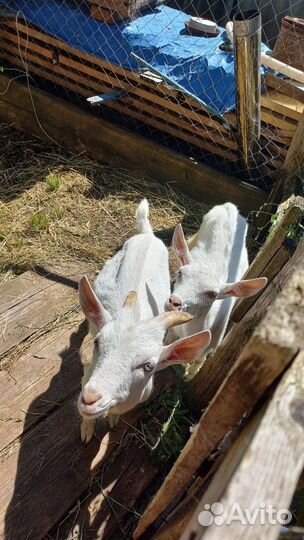 Козочка и козлик