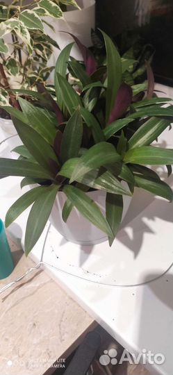 Традесканция рео