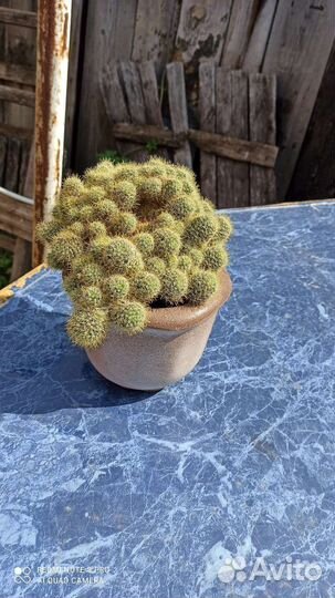 Кактусы и суккуленты