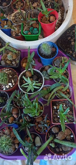 Кактусы и суккуленты