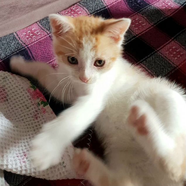 Котёнок в добрые руки