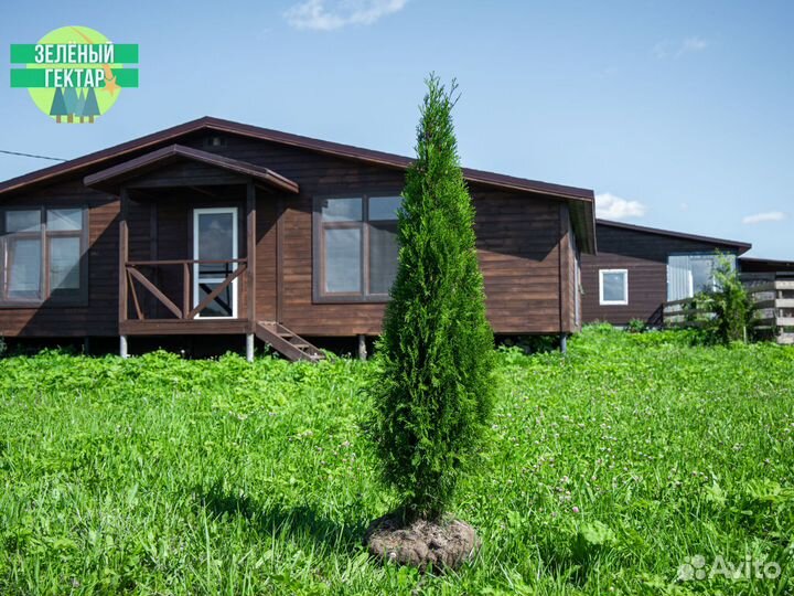 Туя 1,6 метра свежая копка 2023