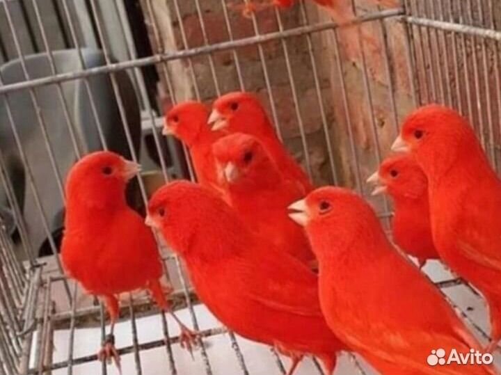 Кенары и канарейки,выстовочные
